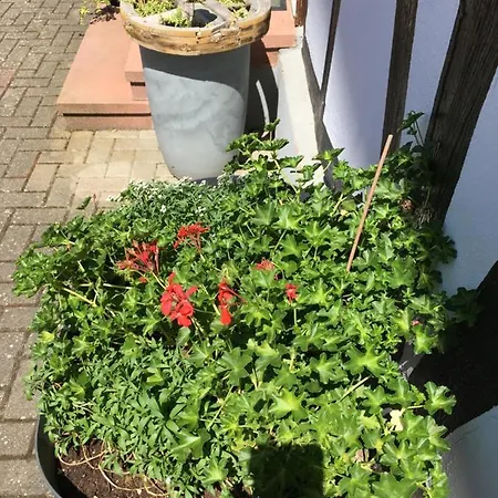 Апартаменты Bienvenue En Alsace *